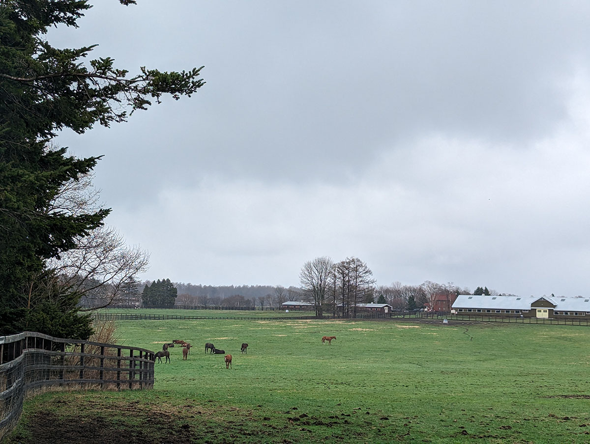 今（こん）農場の馬たち