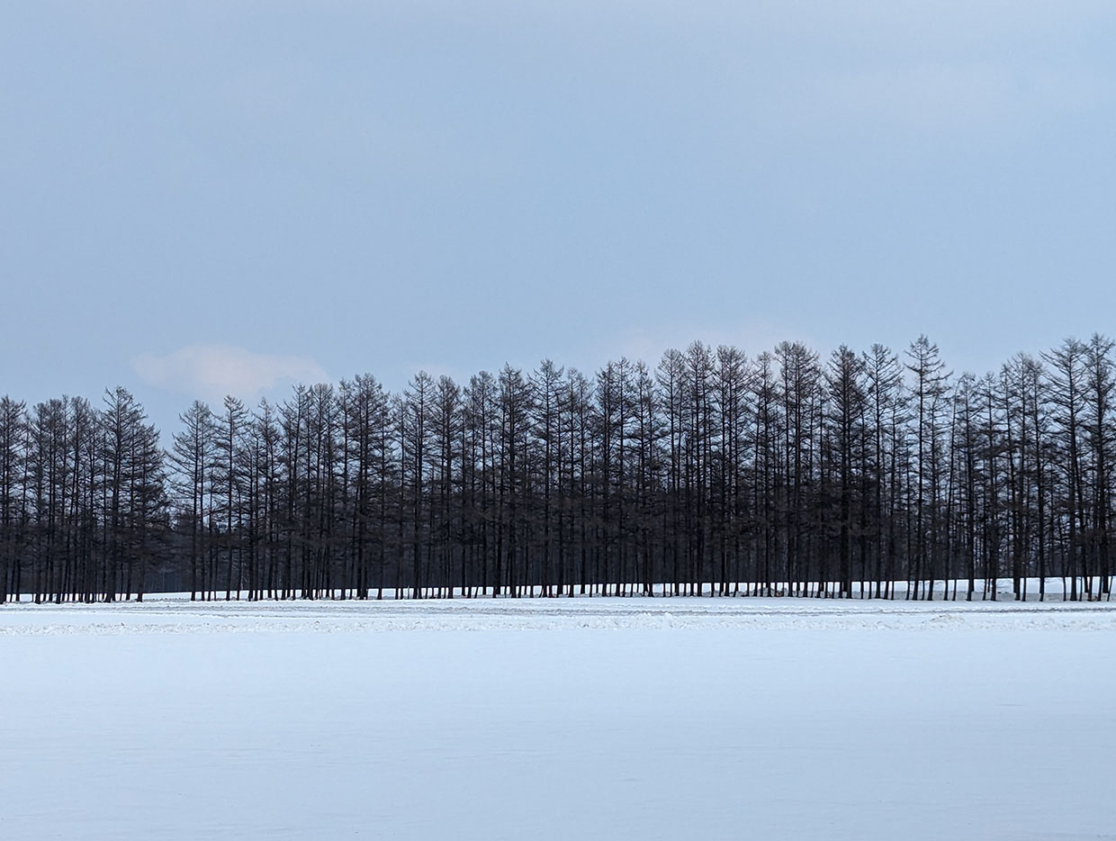雪景色の中の防風林