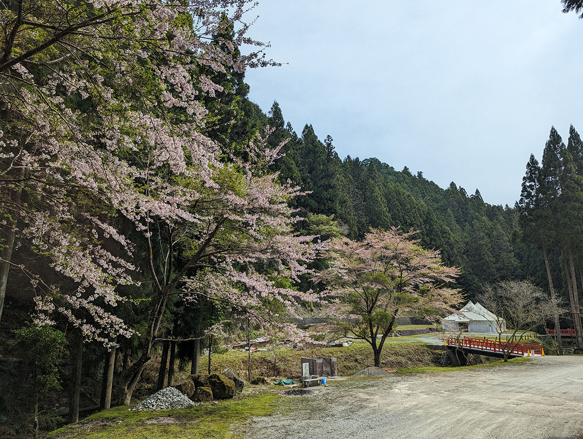 吉野の桜