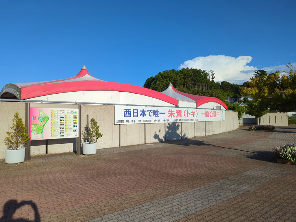 西日本で唯一朱鷺(トキ)一般公開中