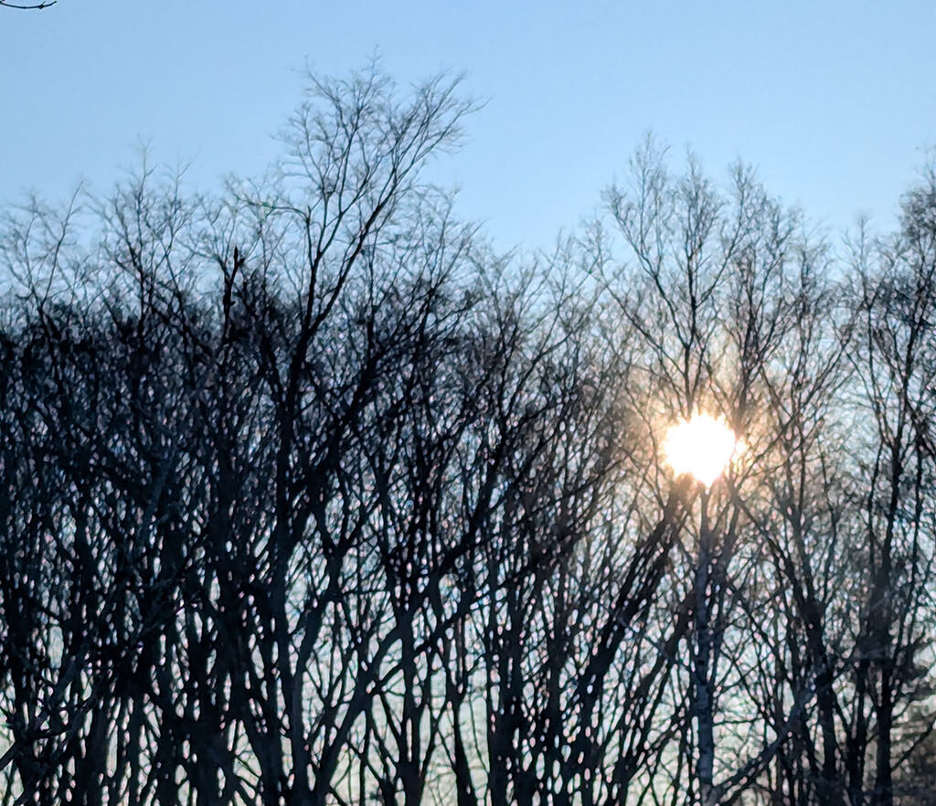 朝日の木漏れ日