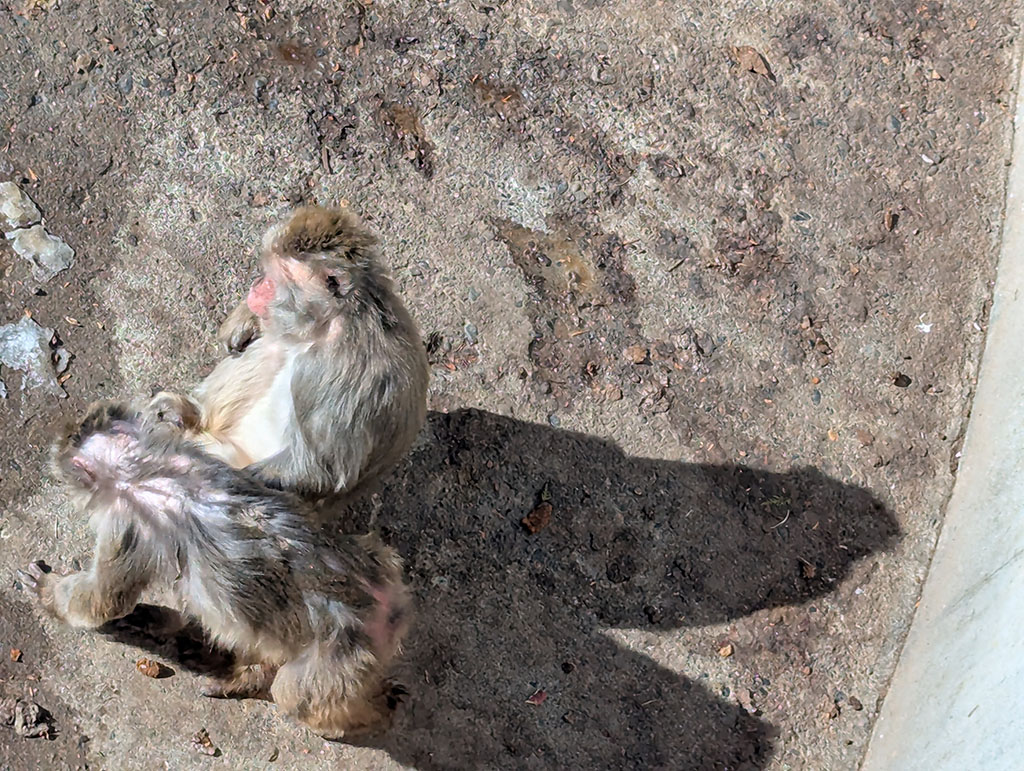 帯広市おびひろ動物園 ニホンザル