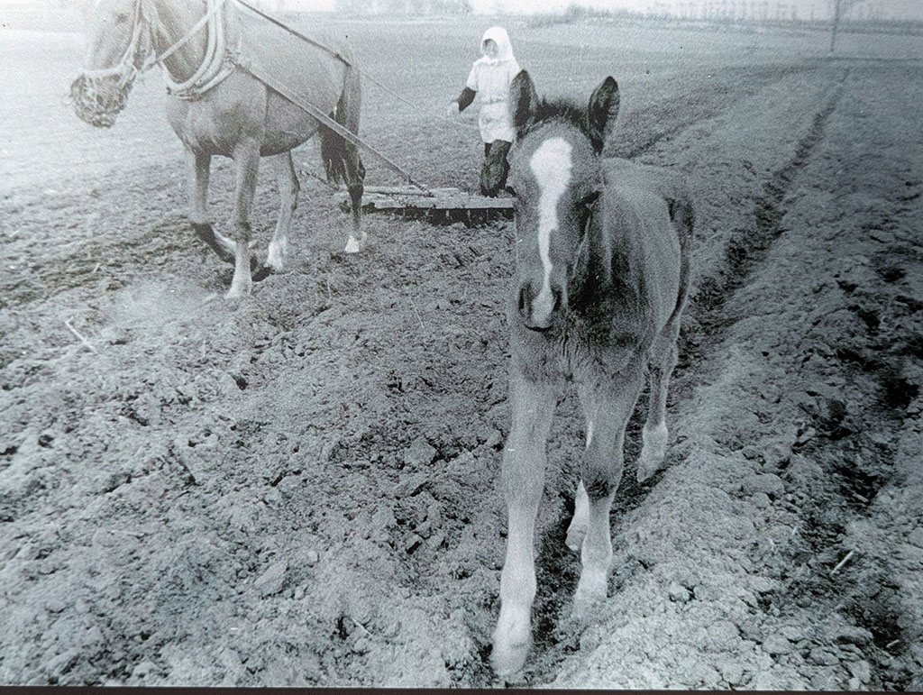 帯広市おびひろ動物園 馬耕の様子 1956年音更(帯広百年記念館所蔵)