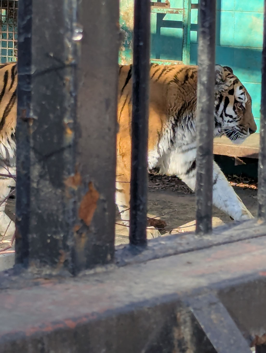 帯広市おびひろ動物園 トラ