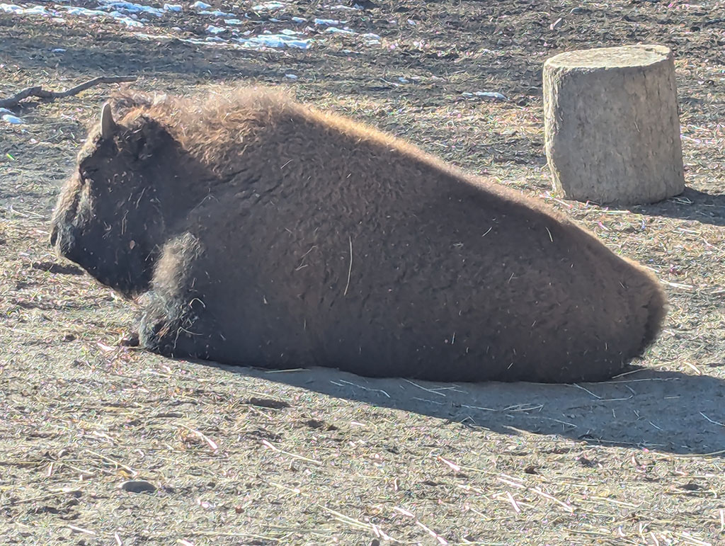 帯広市おびひろ動物園 アメリカバイソン