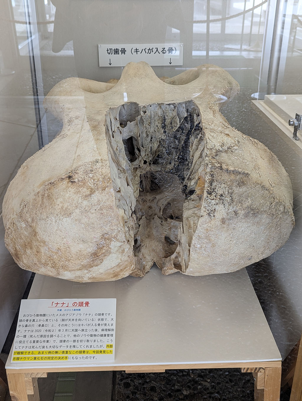 帯広動物園のアジアゾウ「ナナ」の頭骨標本（キバの骨含む）