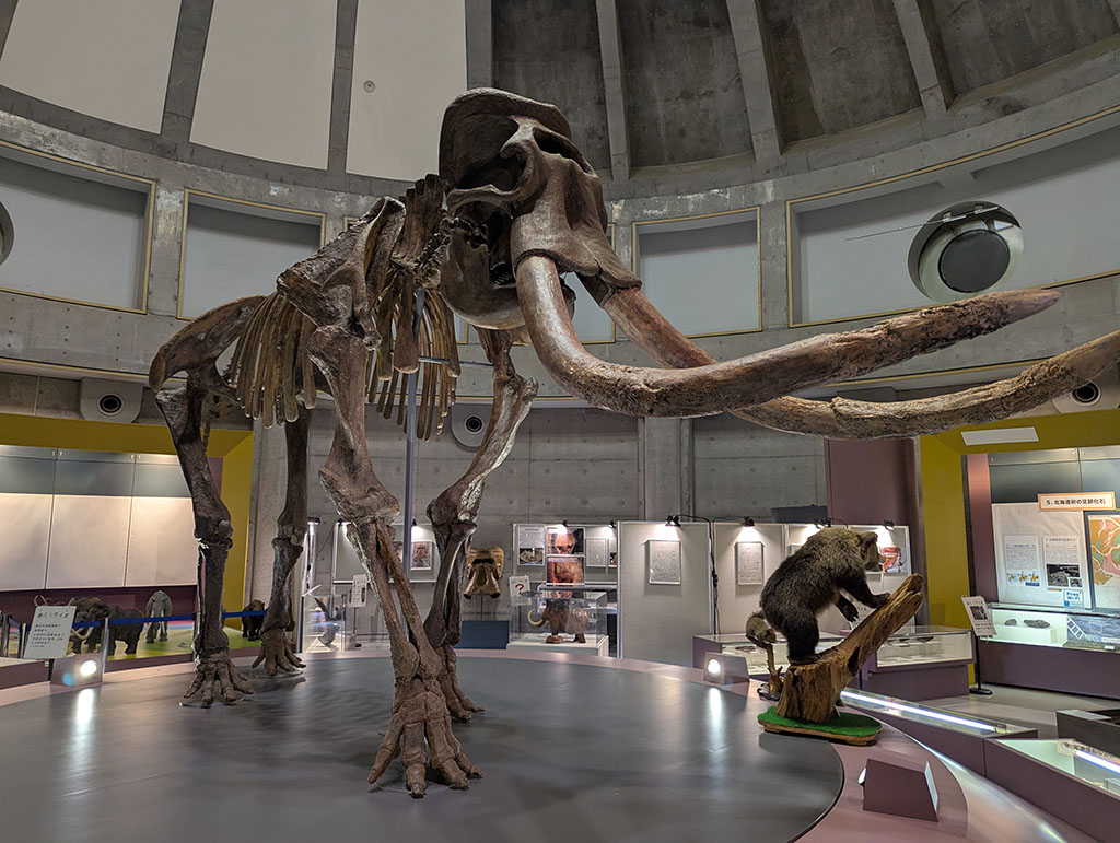 忠類ナウマン象記念館に展示されたナウマン象の全身骨格模型