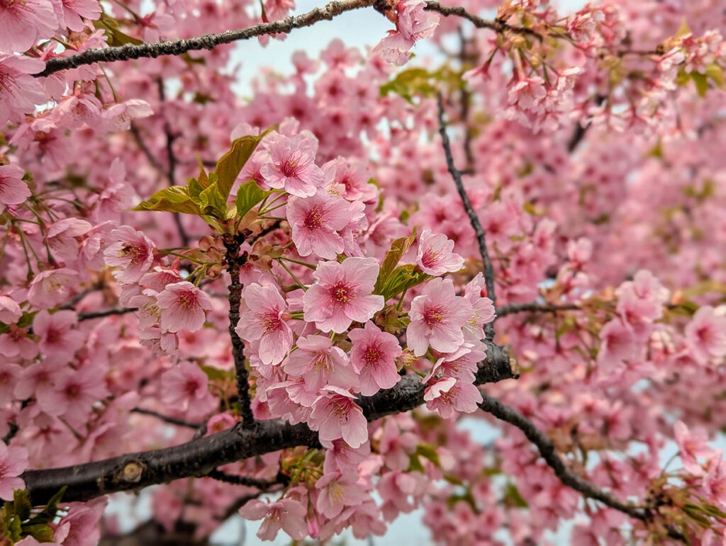 浦安総合公園に咲く満開のサトザクラのアップ