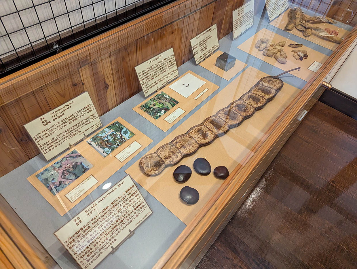 ビーンズ邸に展示されている世界の豆の標本。イグアスインゲンやモダマなどの実物と解説パネルが並んでいる。