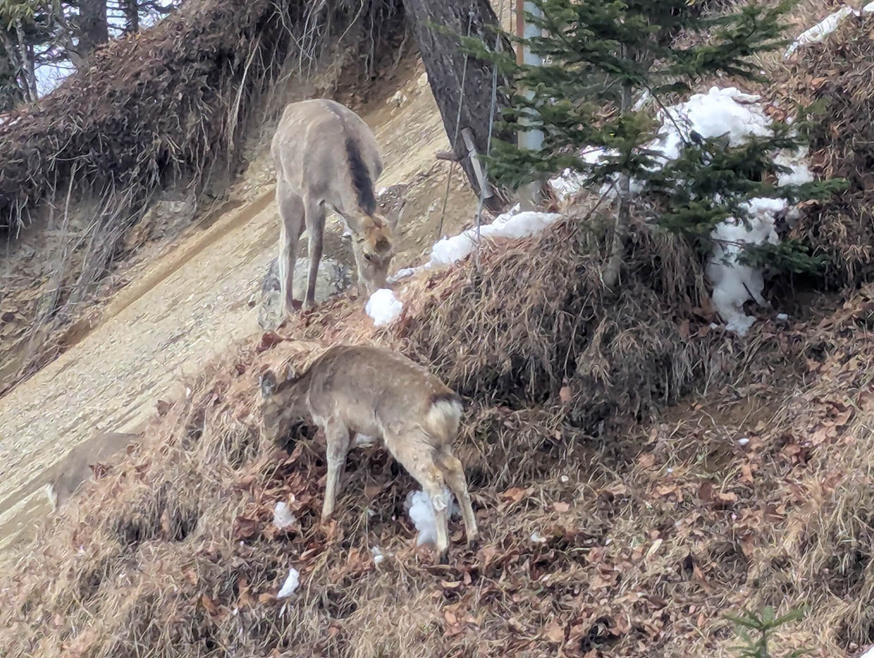 かんの湯温泉前の鹿