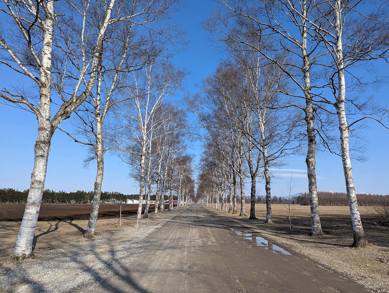 十勝牧場の白樺並木道、砂利道の両脇に白樺が立ち並ぶ冬景色