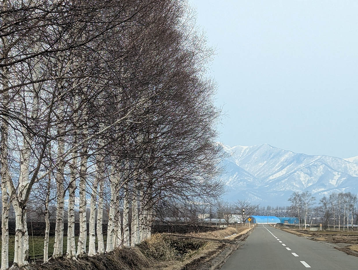 北海道十勝の春、白樺並木が続く農道の先に雪をかぶった山々が見える風景