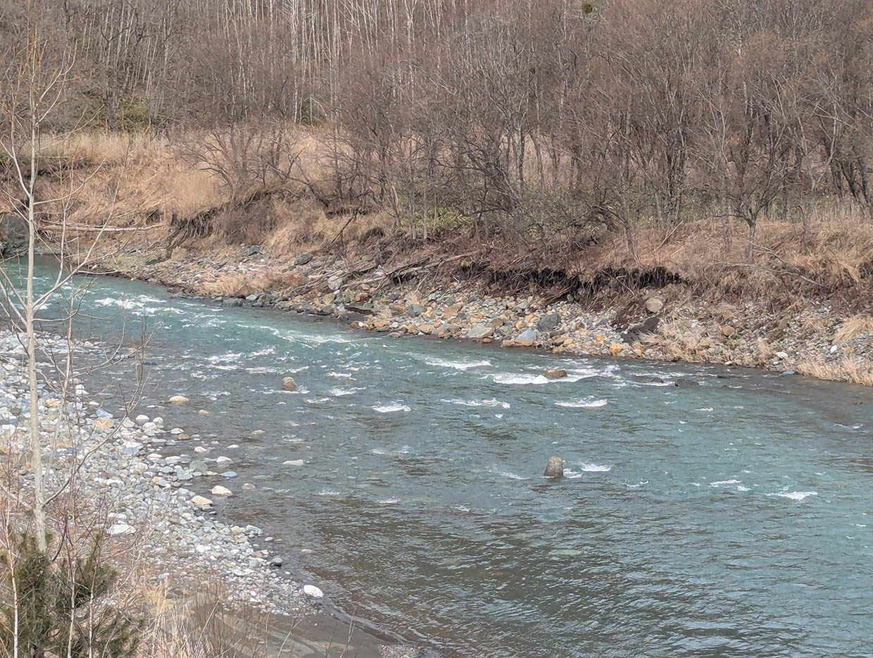 北海道沙流川の翡翠色に輝く清流と冬枯れの木立に囲まれた川辺の風景