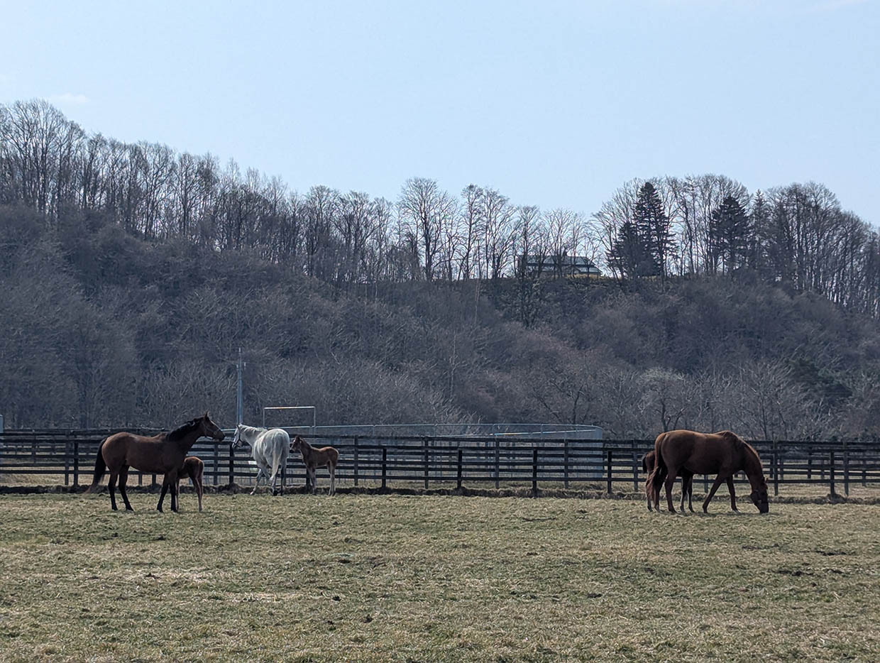北海道平取町の種馬牧場で草を食む馬たちと仔馬たち、冬枯れの林を背景にした放牧風景
