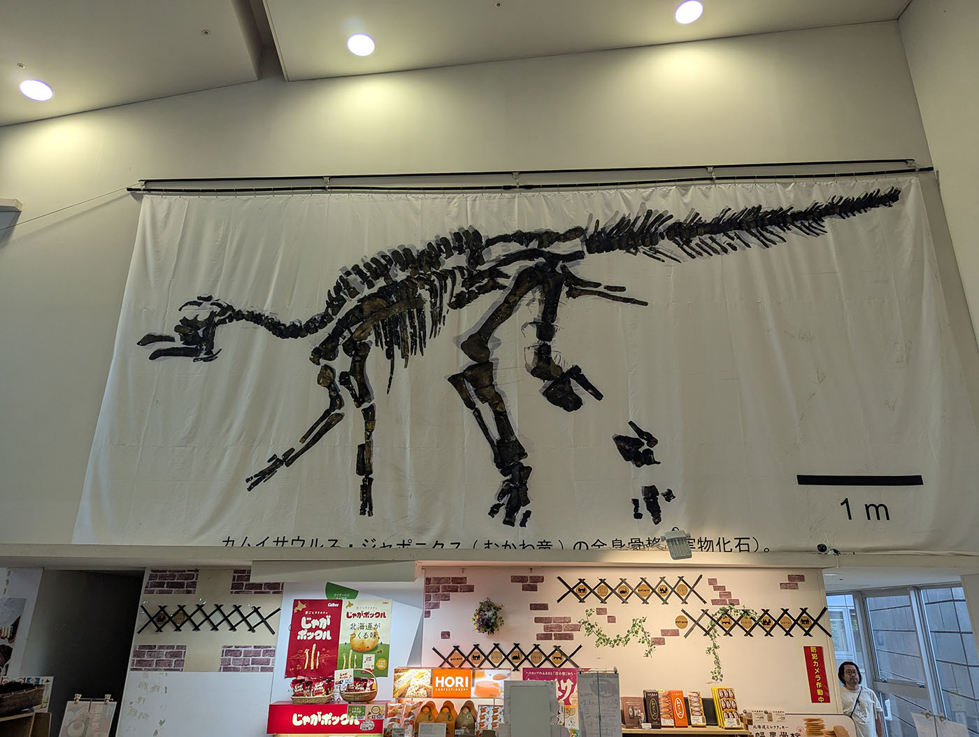 道の駅むかわの売店内に掲げられた、大きな布に描かれたむかわ竜の骨格図。化石の実物大のシルエットが天井近くまで広がり、下にはお土産コーナーが並ぶ。