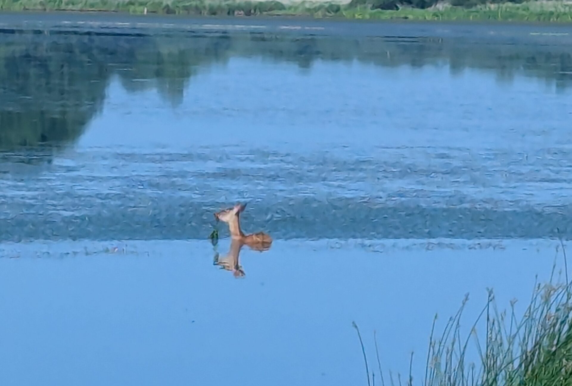 湖の中で水草を食べる鹿の姿とその水面への映り込み