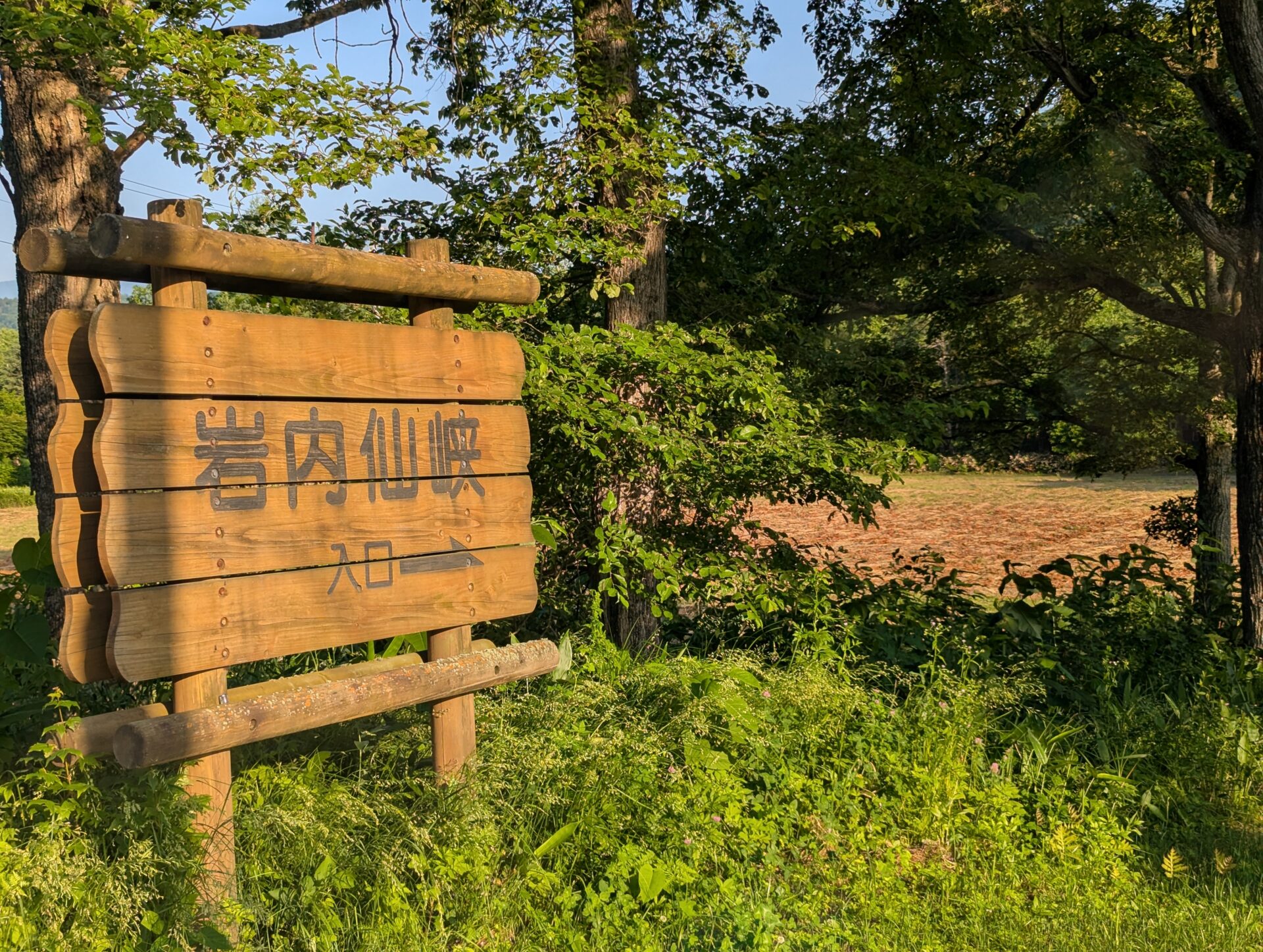 木漏れ陽の中に佇む「岩内仙峡 入口」と書かれた木製の看板。周囲には青々とした草木が茂り、奥に広がる林が朝日に照らされている。