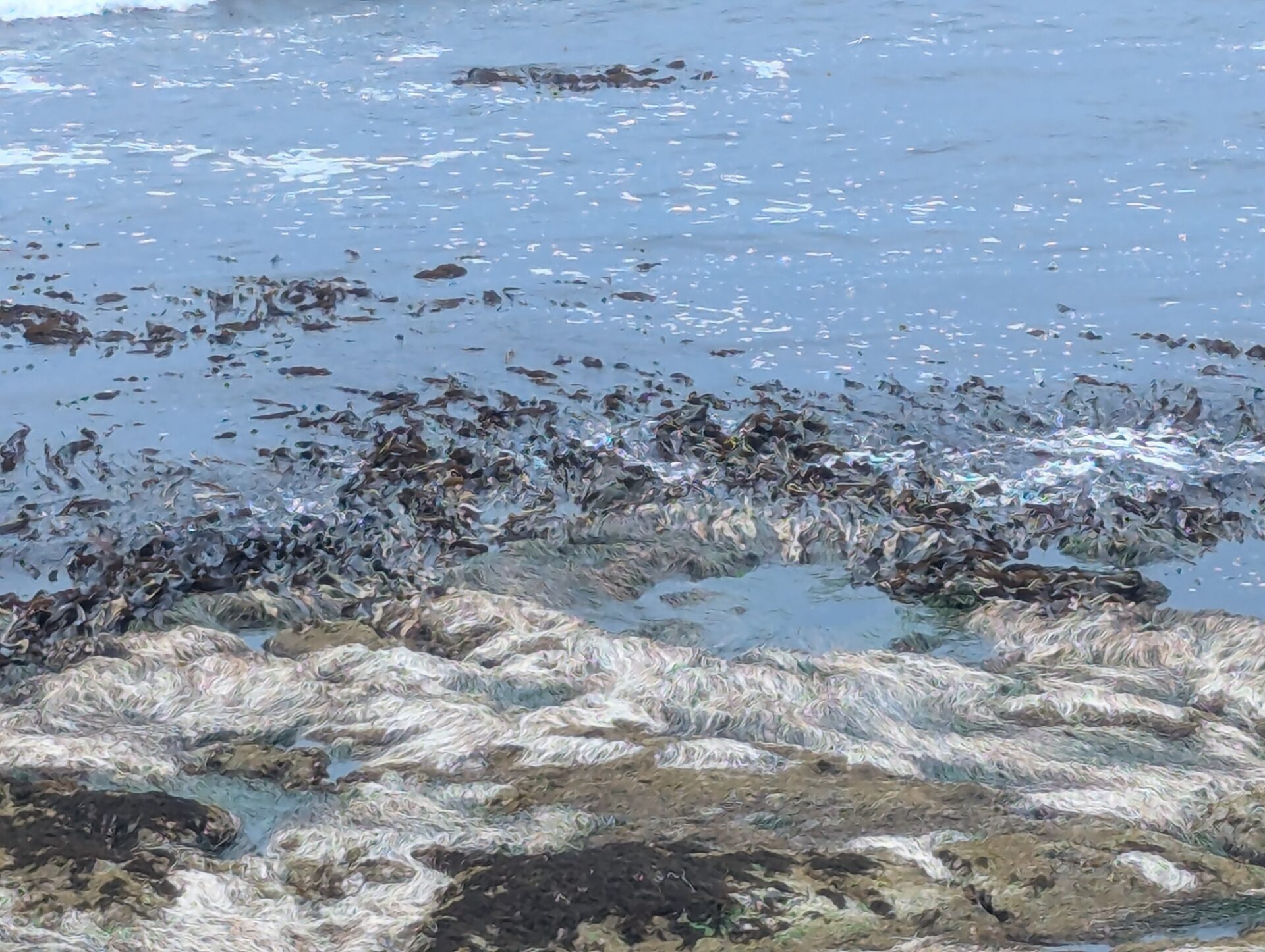 三石の昆布浜、岩場にびっしりと黒光りする昆布と白っぽい部分が混じる様子