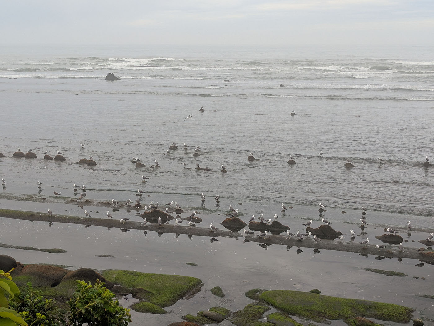 霧のかかった海岸線に群れるカモメたちと岩場の風景（北海道・新冠〜三石間）