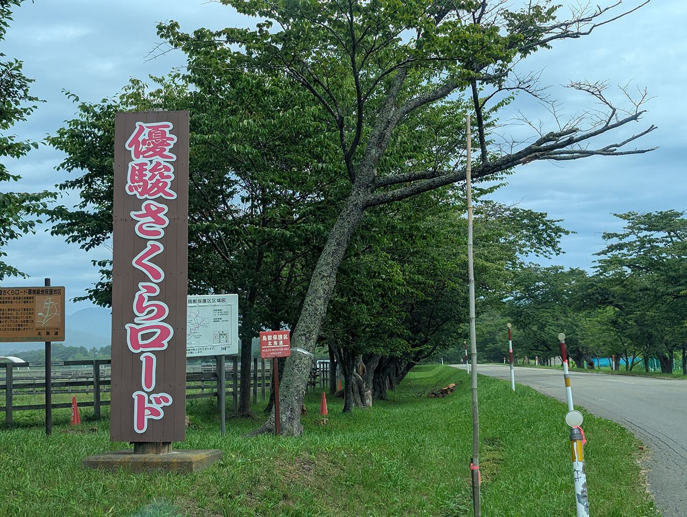 日高の名所「優駿さくらロード」の入り口。並木道と桜の名所として知られる。