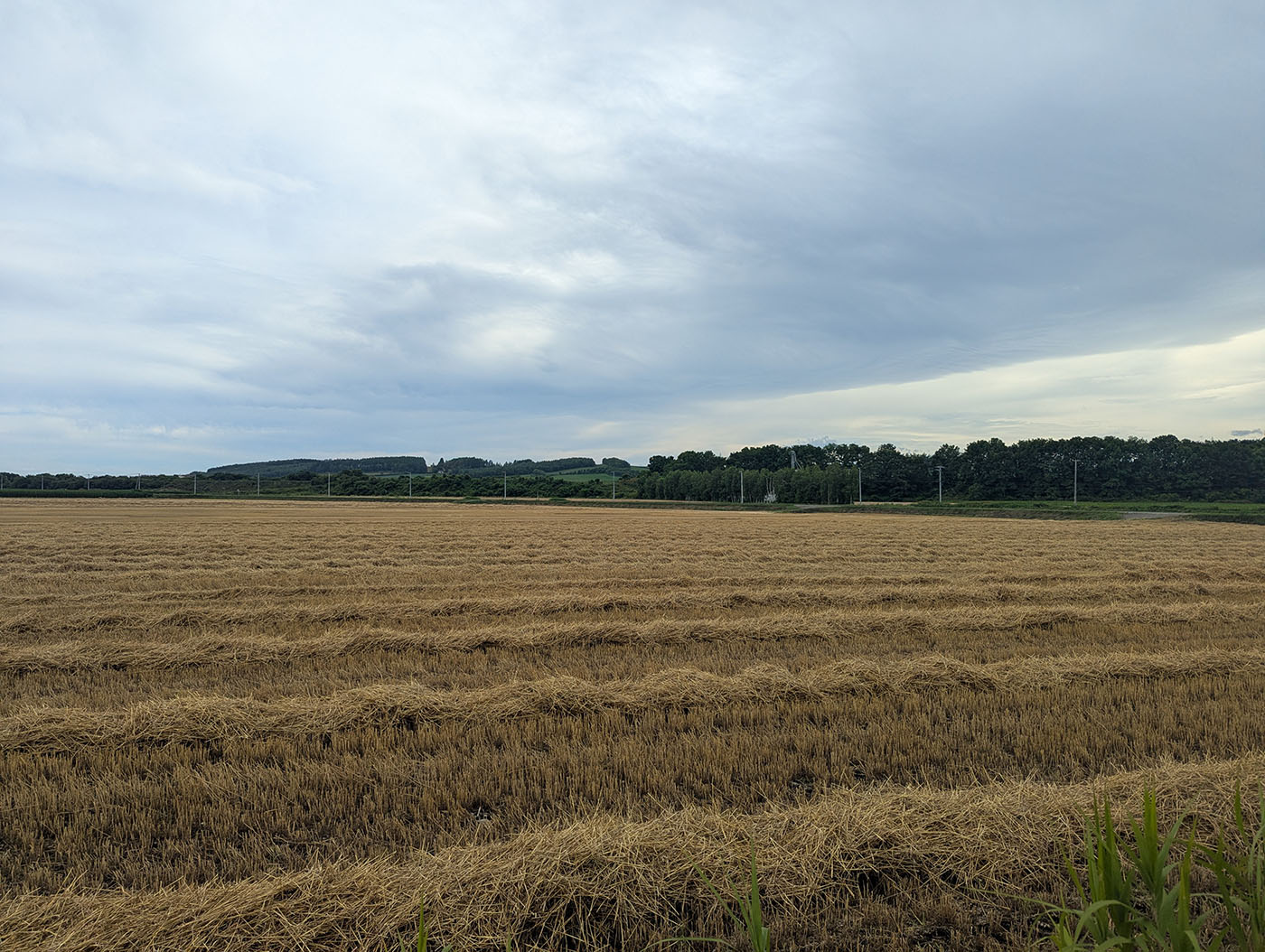北海道の広大な畑で麦の収穫が終わった後の風景。刈り取られた麦わらが整然と並び、奥には森と丘が広がる。