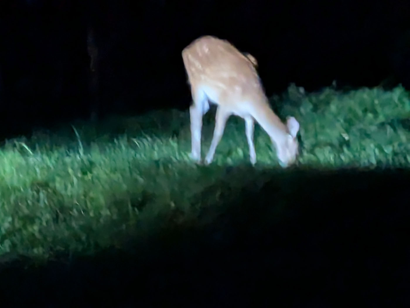 夜の森で、ライトに照らされながら静かに草を食む鹿の姿。