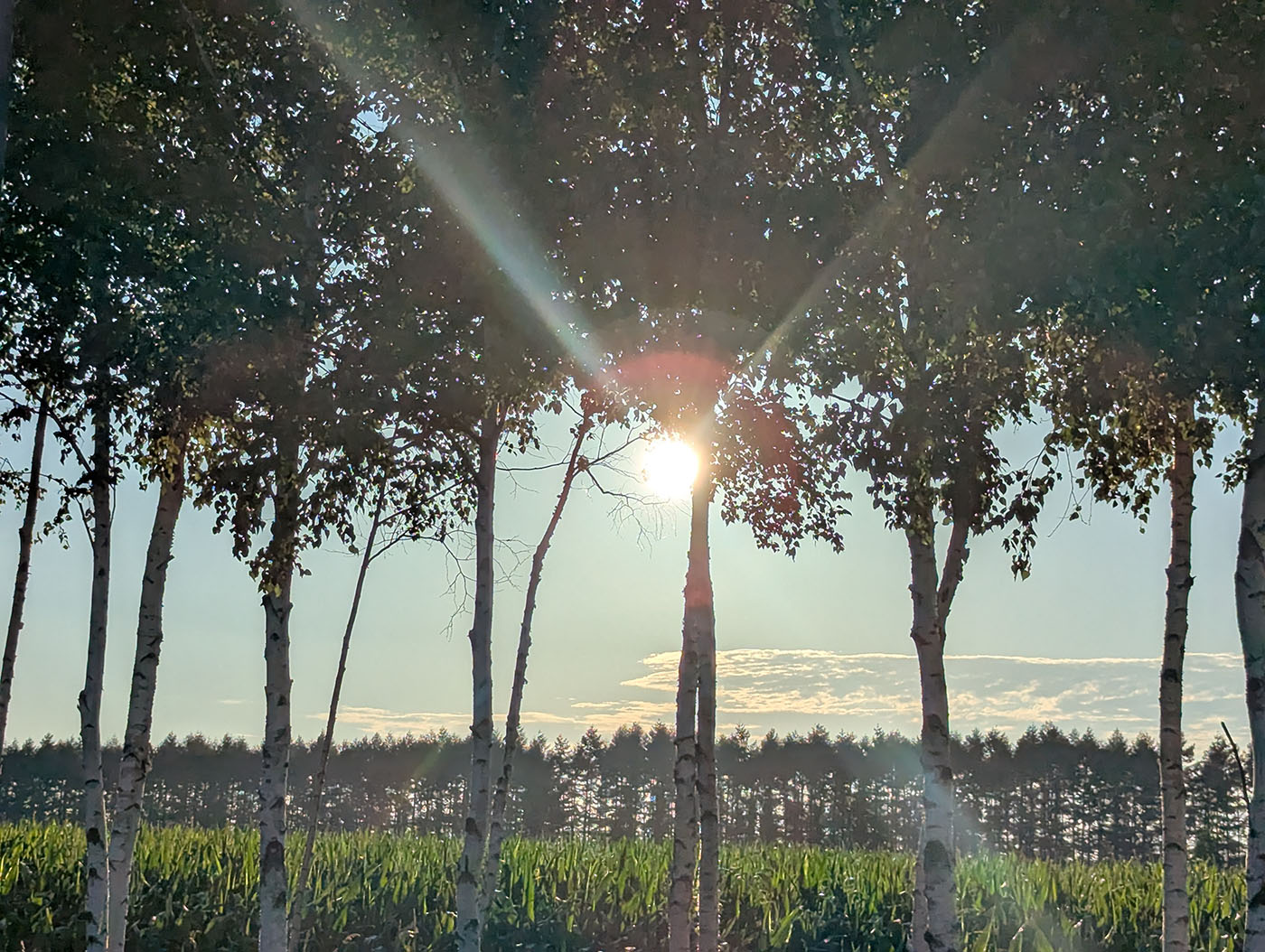 白樺並木の間から朝日が差し込む一瞬。まぶしい光が木々の影を照らし、遠くには静かな森が広がっている。337号線沿い、夏の北海道の早朝。