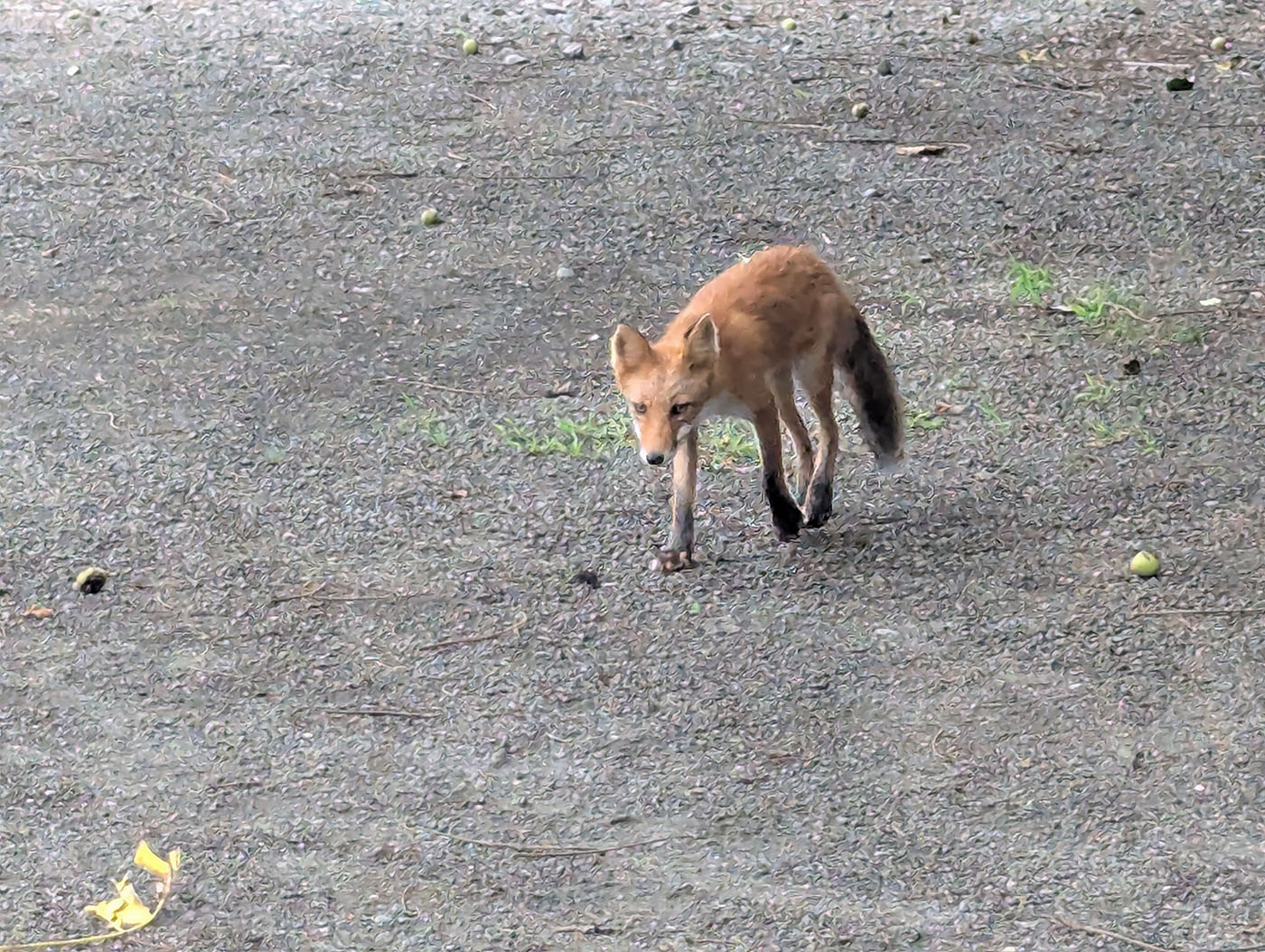 釧路湿原駅前で出会った野生のキタキツネ。人をじっと見つめる姿