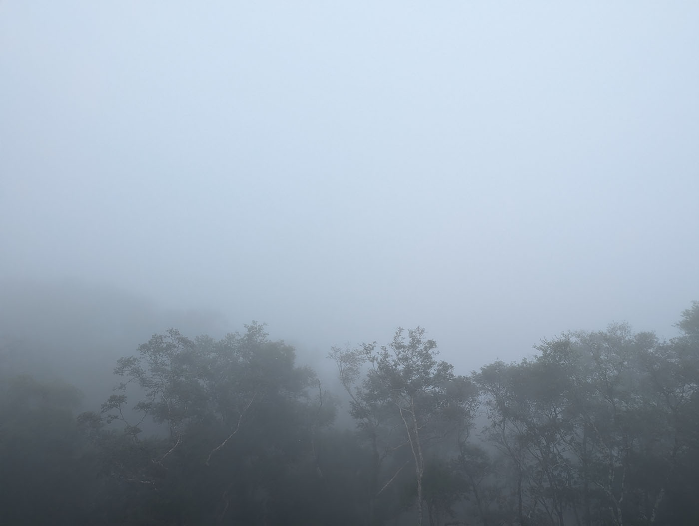 登別クマ牧場山頂から望む霧の風景。木々の上に濃い霧が立ち込め、幻想的な世界をつくり出している。