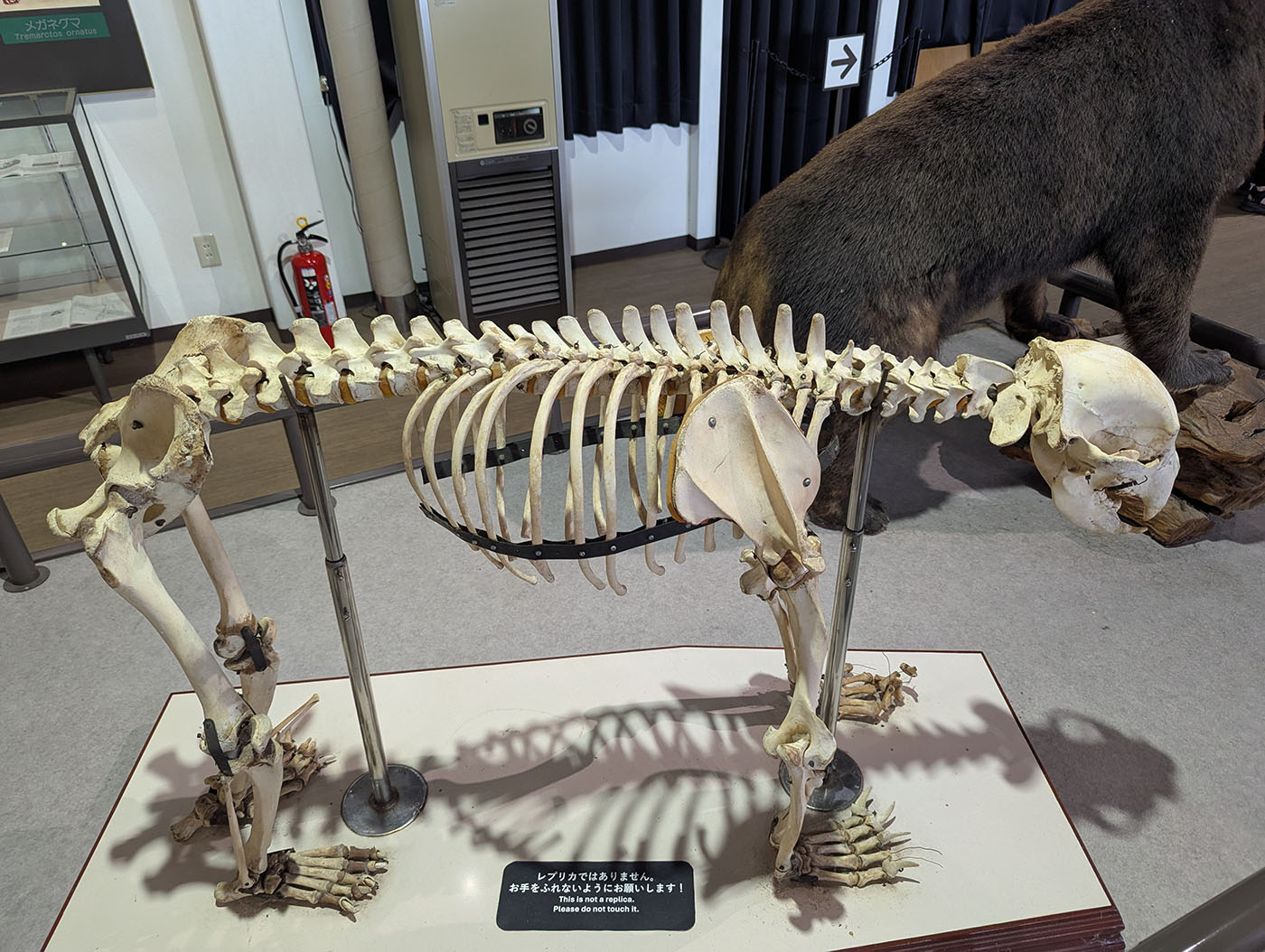 登別クマ牧場展示室に置かれたクマの全身骨格標本。隣には剥製も展示されている。
