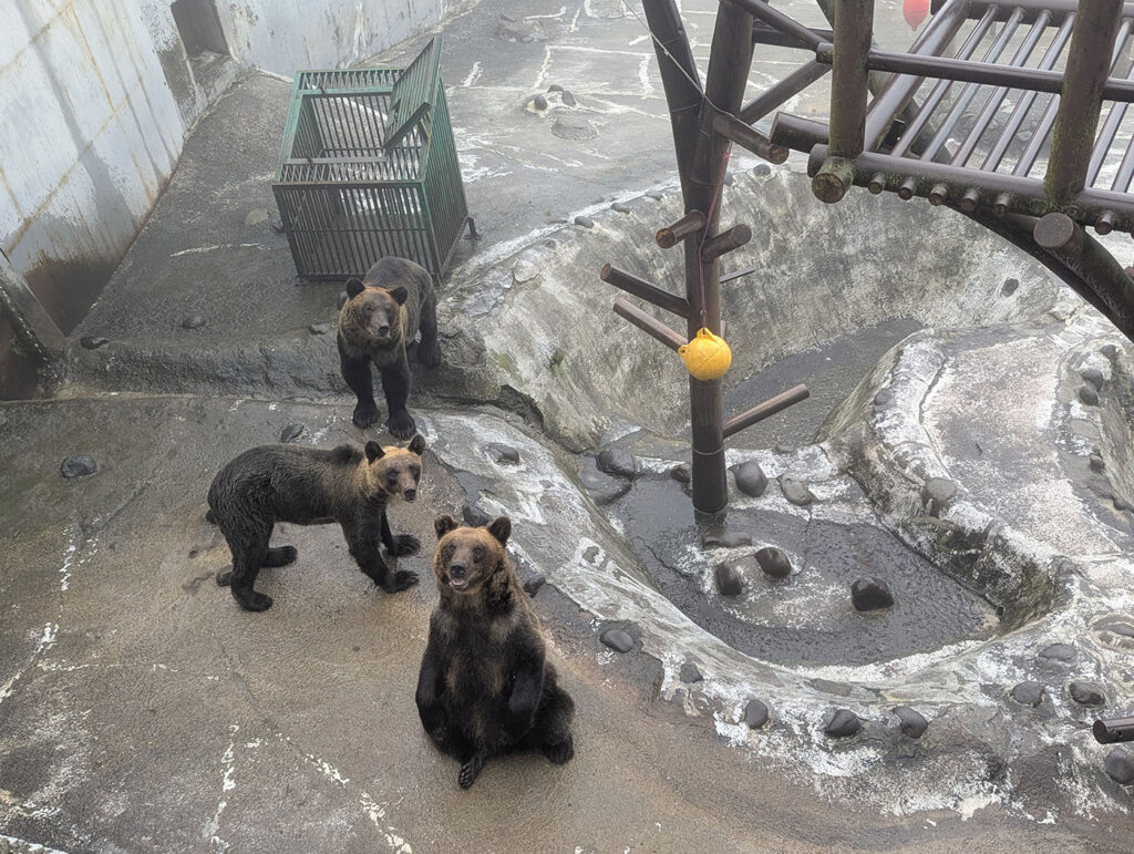 登別クマ牧場でこちらを見上げるクマたち。手を振るような仕草を見せ、エサをねだっている。