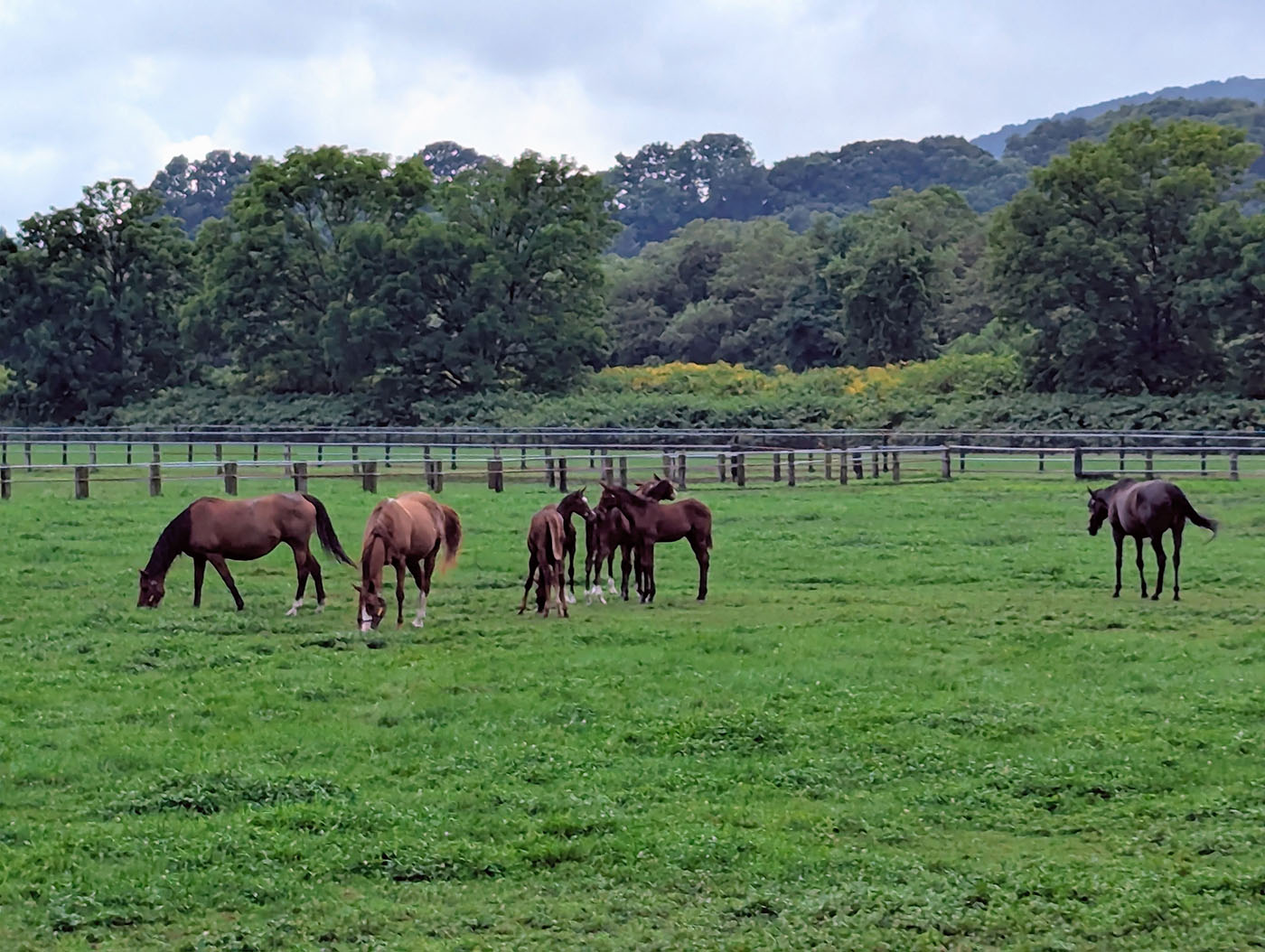 新冠の牧場で草をはむサラブレッドたち。緑の草原に放たれた姿が北海道らしい静けさを感じさせる。