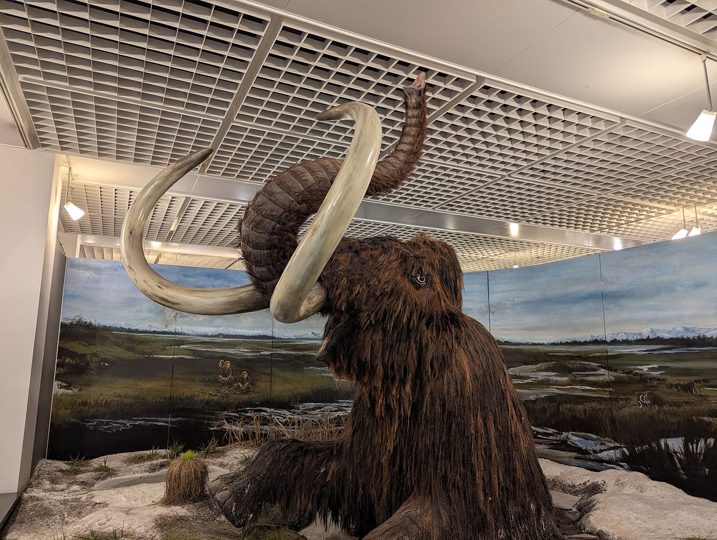 館内に展示されているマンモスの復元模型