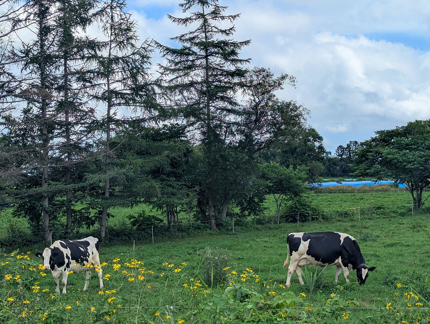 晩成社跡地へ向かう道中、青空の下で草を食むホルスタイン牛。黄色い野花が咲く牧草地が広がっている。