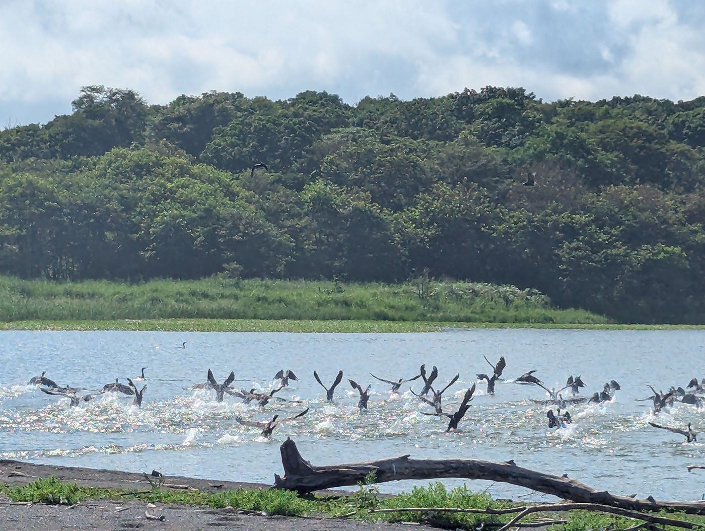 ホロカヤントウ湖の水面を羽音で割りながら、一斉に飛び立つ水鳥の群れ。湖面は陽光を反射し、きらめく光が広がっている。