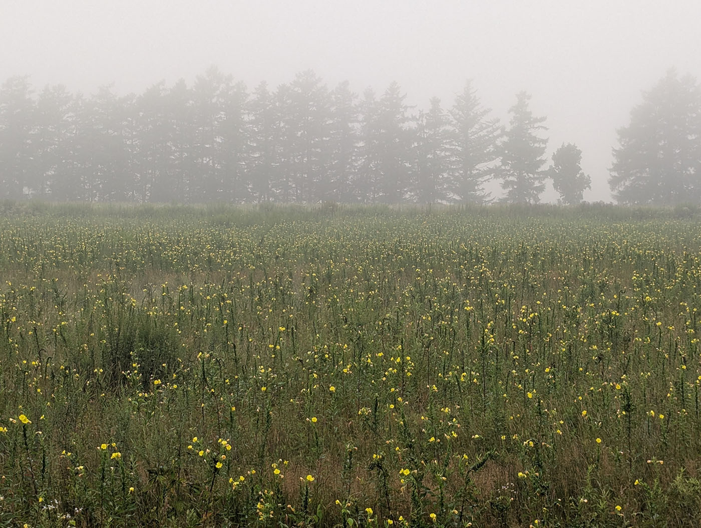 朝霧に包まれた更別村近くの草原。黄色い小花が一面に広がり、奥に並木がかすんで見える。