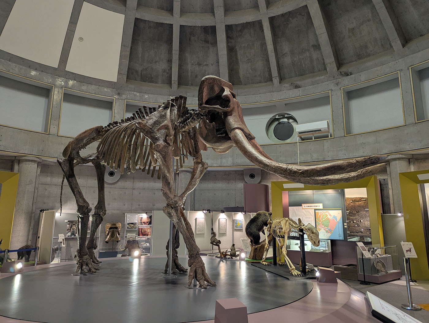 ナウマンゾウ記念館に展示された全身骨格標本