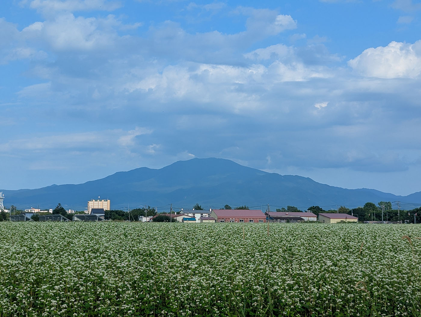 斜里町の平野部から望む斜里岳。手前には一面に広がるそば畑の白い花が風に揺れている。