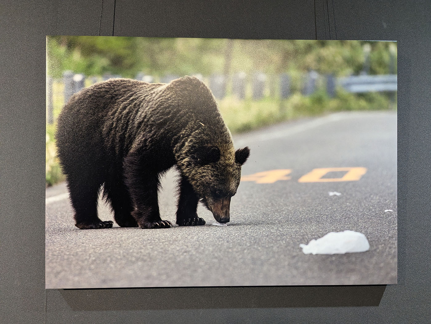 道路上のビニール袋らしき物を嗅ぐヒグマの写真。背景には速度表示の数字「40」が見える。