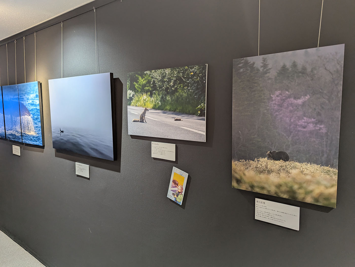 知床自然センターの写真展示。キタキツネやヒグマ、海鳥やクジラなど多様な生き物の写真が並ぶ。