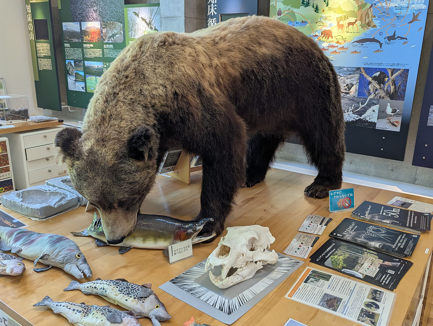 知床の展示館で鮭をくわえるヒグマの剥製。リアルな毛並みと躍動感が自然の迫力を伝える。