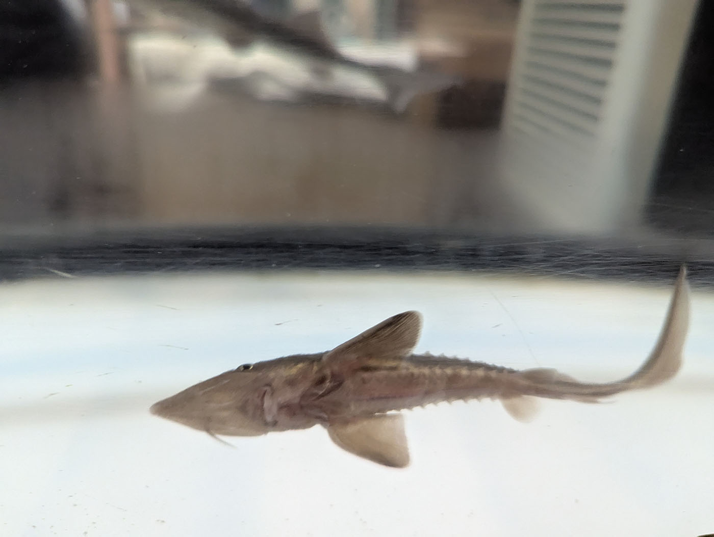 水槽の中を泳ぐチョウザメの幼魚。鹿追町でキャビア生産のために育てられている個体のひとつ。