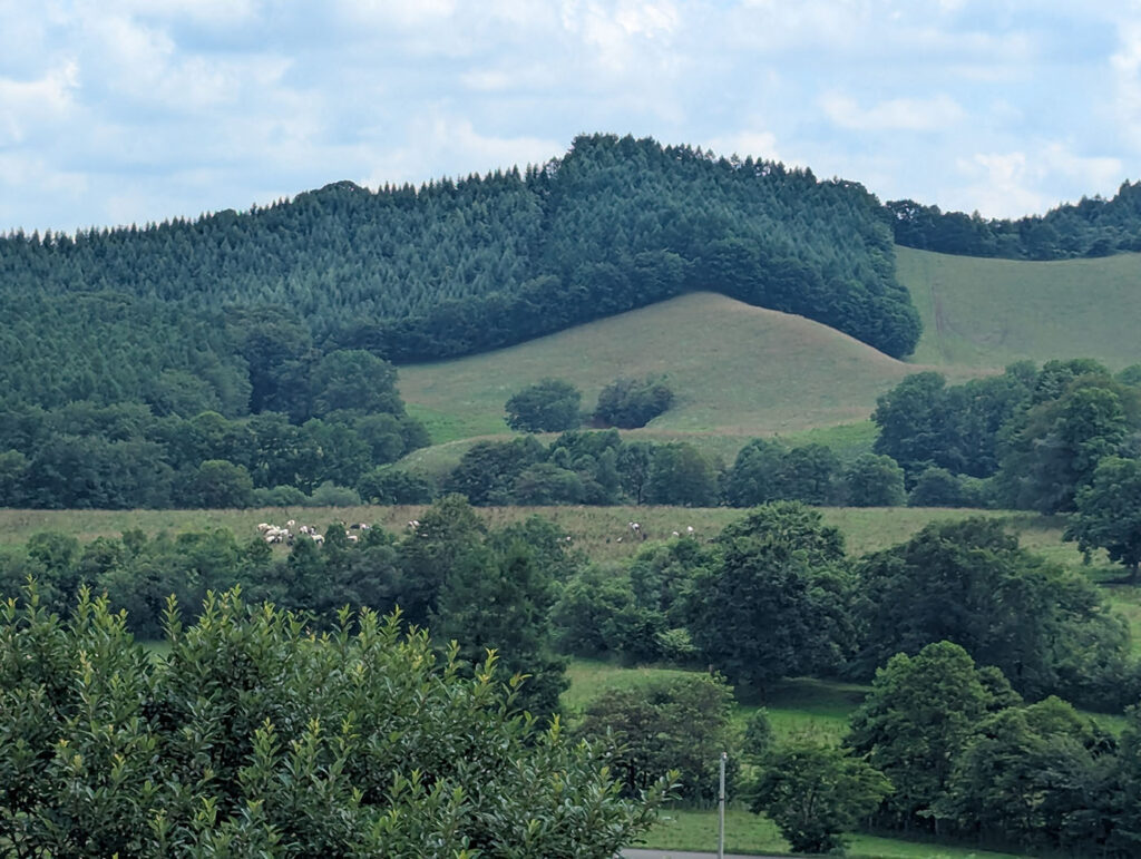 八千代牧場の丘陵地に点在する放牧牛たち
