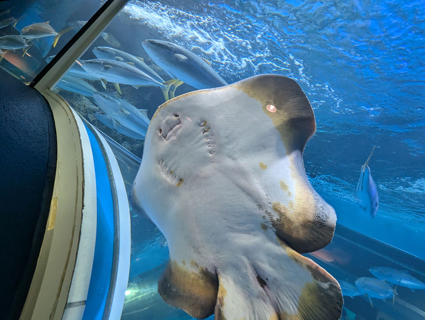 魚津水族館の水中トンネルで、アクリルガラスに張り付いたエイの腹側。白い体に口と鰓孔が見え、背景には他の魚たちが泳ぐ青い水中の世界が広がる。