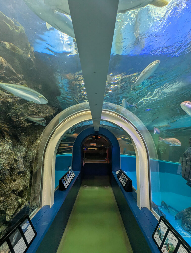 魚津水族館の水中トンネル。アーチ型のアクリルガラスの中を歩く通路で、左右と天井を魚たちが泳ぐ。天井からは太陽の光が水面を通して差し込み、青い海の中を歩いているような感覚になる。