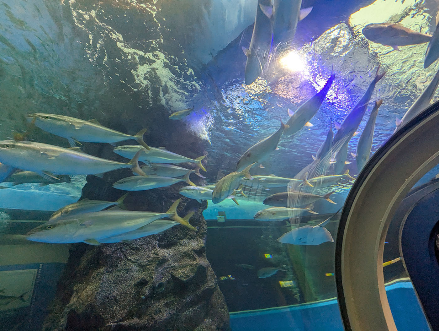 魚津水族館の富山湾大水槽の水中トンネル内部。アーチ型のアクリルガラス越しに、ブリの群れが頭上を泳ぎ、水面には太陽の光が揺らめいている。観客が立つトンネルの通路が右側に見え、360度を魚に囲まれた海中体験ができる空間。