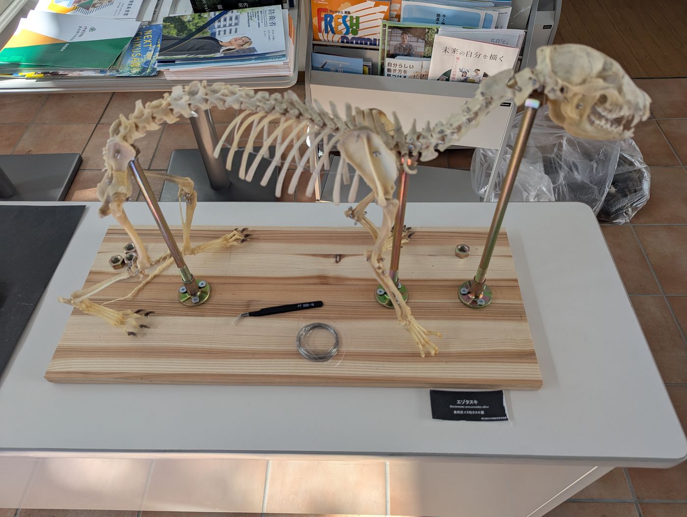 小型哺乳類エゾタヌキの全身骨格標本を展示した台座