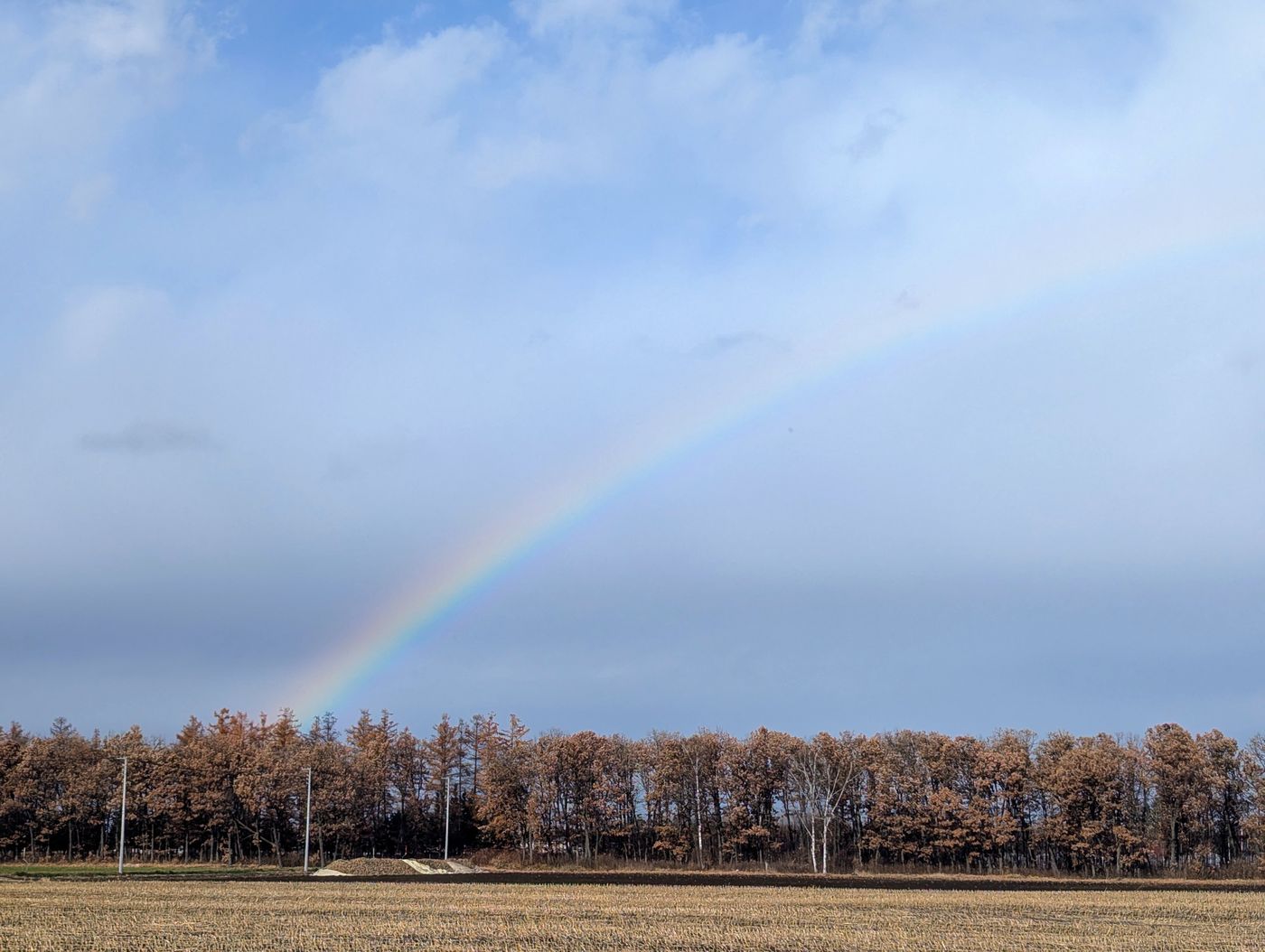 雨上がりの十勝平野にかかる淡い虹と、カラマツ林の風景