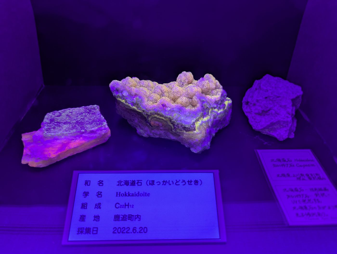 紫外線ライトで蛍光発光する北海道石の標本展示。紫色の照明の中で複数の試料が並ぶ。