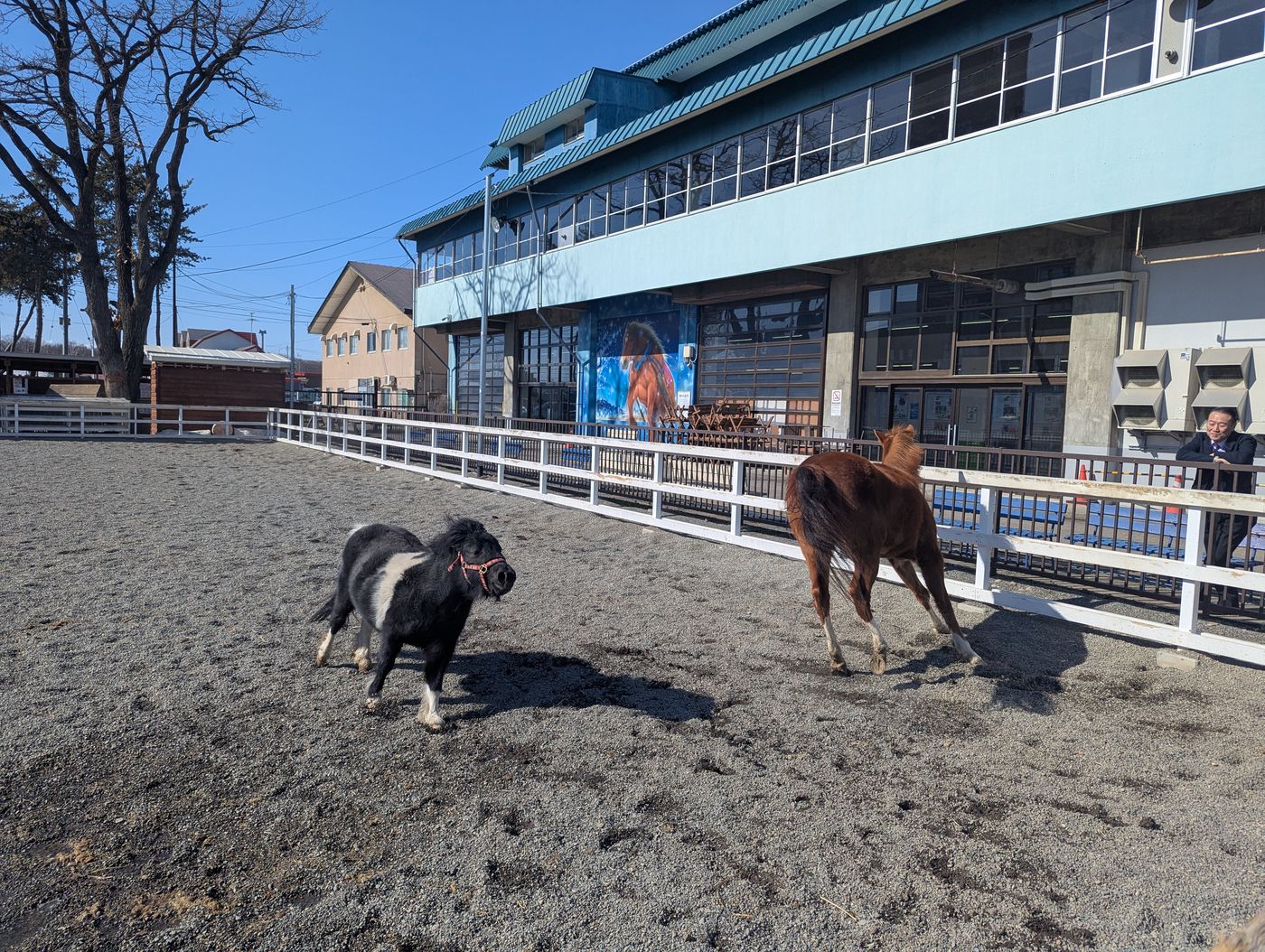 ばんえい競馬場のふれあい動物園。馬とポニーがじゃれ合っている。
